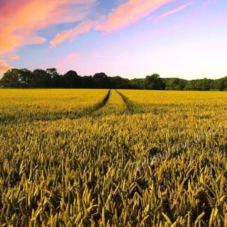 Земельный участок площадью 300 га. Краснодар  