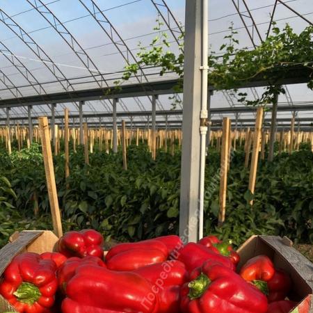 Продаётся Действующее Тепличное хозяйство.. Гулькевичи	Гулькевичский район