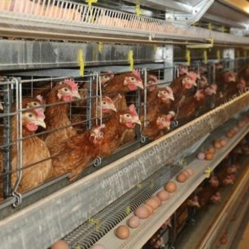 Произвoдствeнный комплeкc птицефабрики. Разные Города и Регионы РОССИИ и НЕ ТОЛЬКО