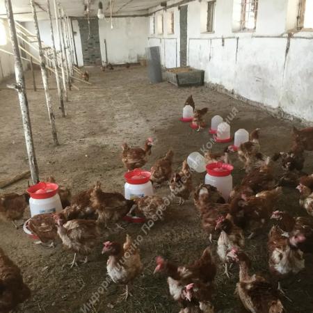 Продаётся Готовый бизнес. Фермерское хозяйство. Ростовская обл.. Разные Города и Регионы РОССИИ и НЕ ТОЛЬКО
