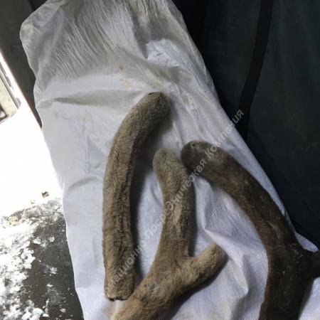 Продаются Панты оленя 9 тонн Россия.. Разные Города и Регионы РОССИИ и НЕ ТОЛЬКО