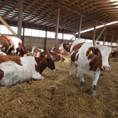 Ферма с поголовьем. Краснодар  