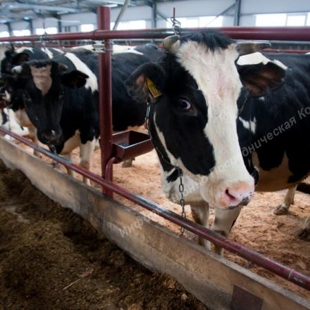 Продаётся Ферма 85 га в Краснодарском крае. Северском районе.. Краснодар  