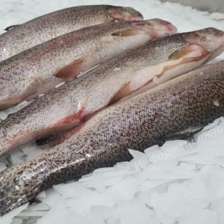 Предлагаем оптовую продажу рыба Лосось Черноморская из Турции.. Разные Города и Регионы РОССИИ и НЕ ТОЛЬКО