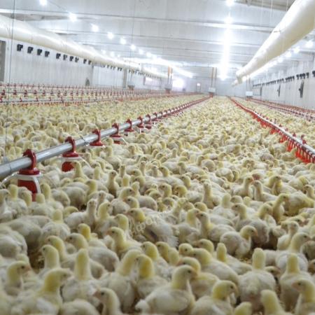 Оборудование полного цикла для птицеводческих фабрик.. Разные Города и Регионы РОССИИ и НЕ ТОЛЬКО