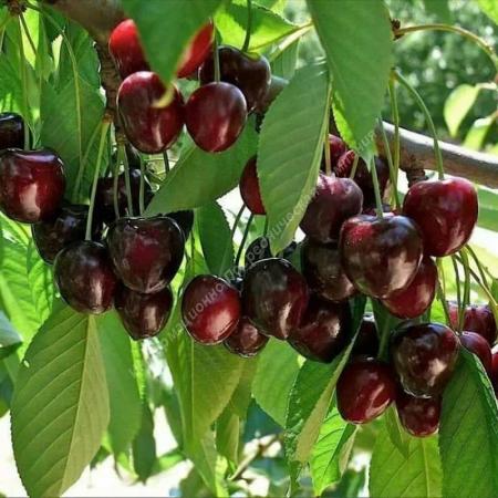 Продаётся Сад. Разные сорта черешня, слива, яблоки. Краснодар  