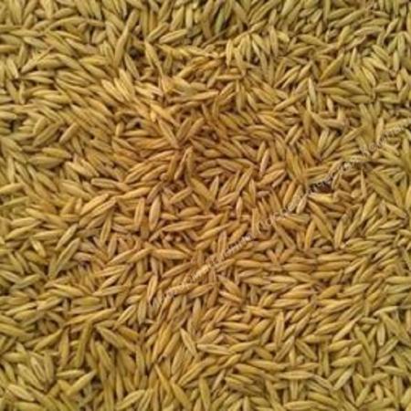 Компания срочно приобретёт Ячмень Фуражный объёмом 100.000 сто тысяч т .... Разные Города и Регионы РОССИИ и НЕ ТОЛЬКО