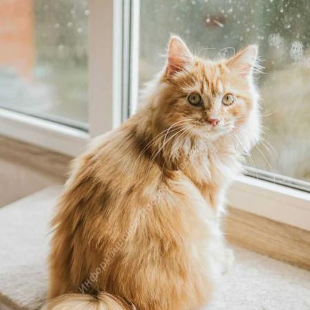 Курильский бобтейл длинношёрстный. Мальчик. Разные Города и Регионы РОССИИ и НЕ ТОЛЬКО