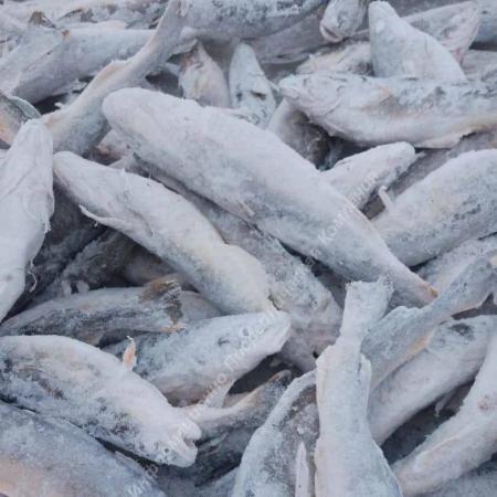 Продаётся рыба Навага свежемороженая.. Разные Города и Регионы РОССИИ и НЕ ТОЛЬКО