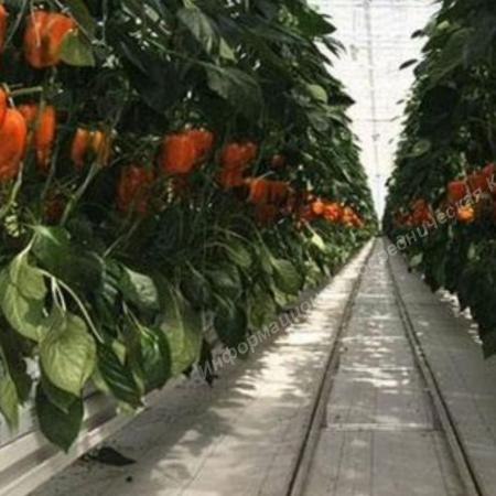 Продаётся в Крыму современный Тепличный комплекс. КРЫМ